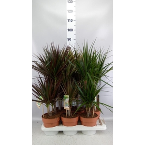 Dracaena   ...mix