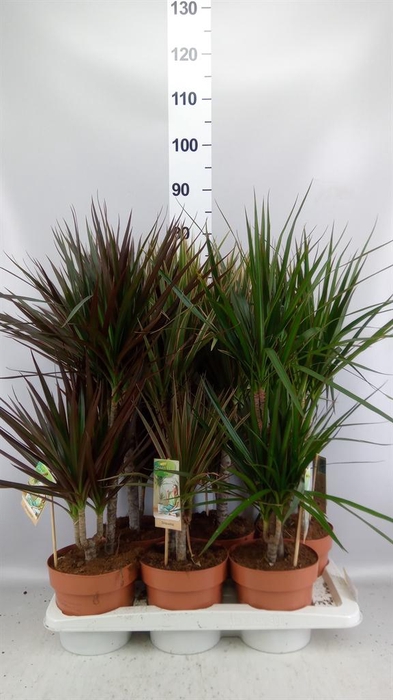 <h4>Dracaena   ...mix</h4>