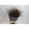 Panicum Virgatum Warrior