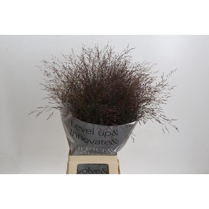 Panicum Virgatum Warrior