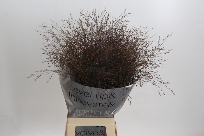 Panicum Virgatum Warrior