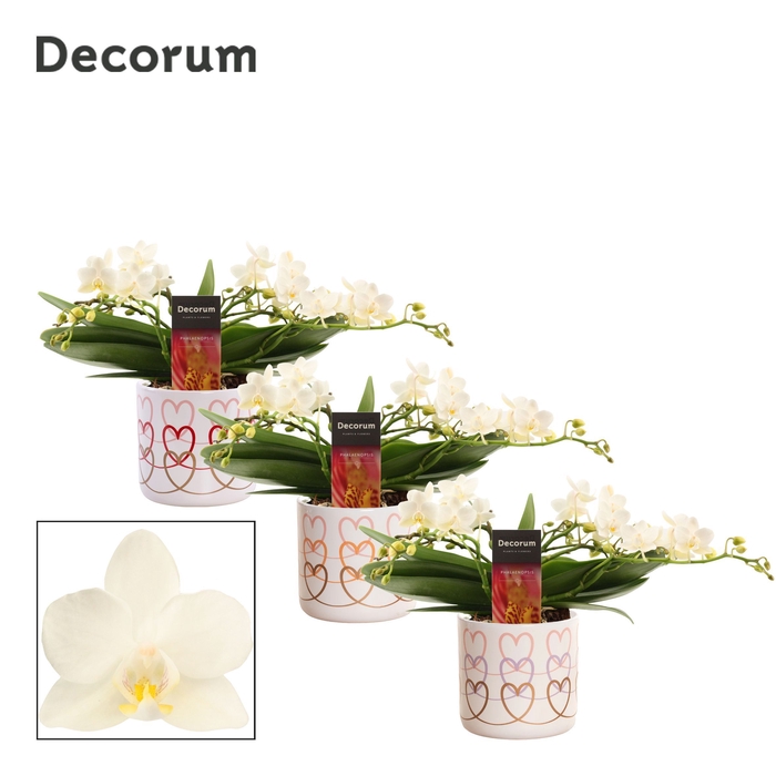 Phalaenopsis Table Whitney 4+ tak in Estelle (Craft world-collec