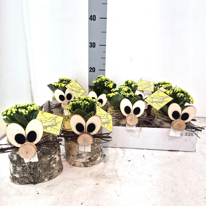 <h4>ARR KAMERPL</h4>