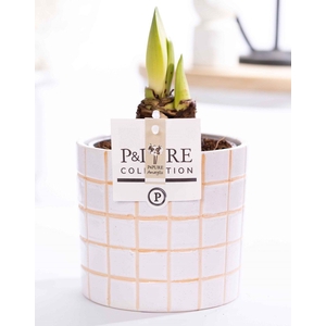 Hippeastrum white in P&PURE Tirza ceramics