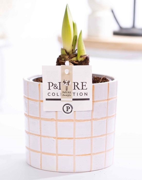 <h4>Hippeastrum white in P&PURE Tirza ceramics</h4>