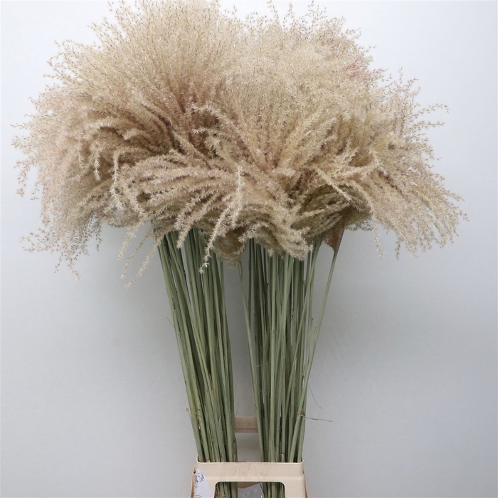 Dried Stipa Feather Natural