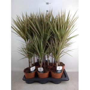 Dracaena marg. 'Bicolor'