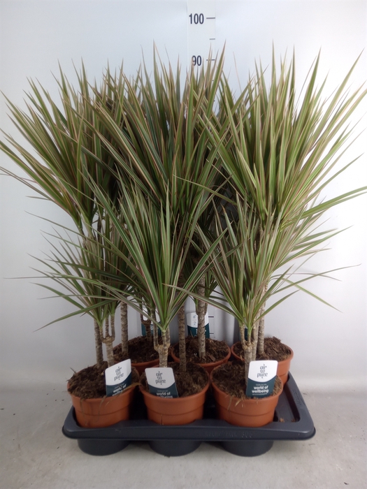 <h4>Dracaena marg. 'Bicolor'</h4>