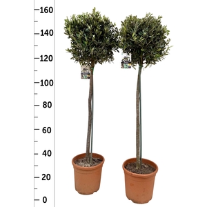 Olea europaea