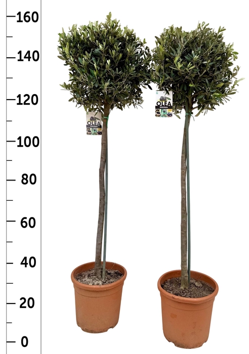 <h4>Olea europaea</h4>