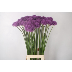 Allium Gladiator