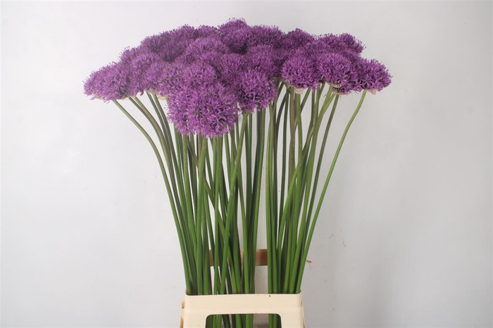 <h4>Allium Gladiator</h4>