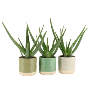 7501439: Solutionss Consideration Aloe Vera