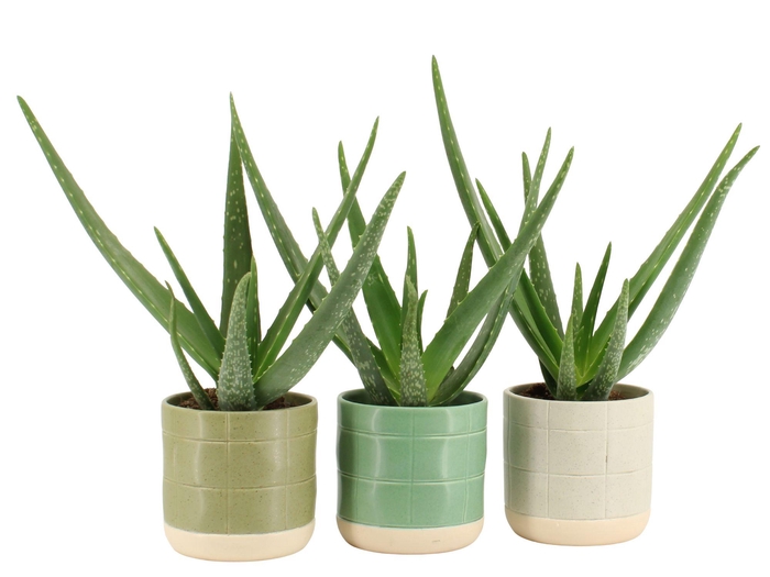 <h4>7501439: Solutionss Consideration Aloe Vera</h4>