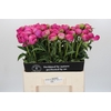 Paeonia Glory Hallelujah