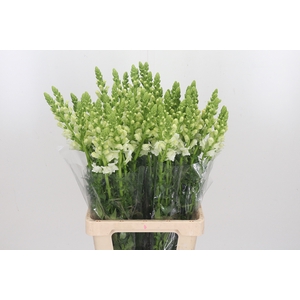 Antirrhinum Po White