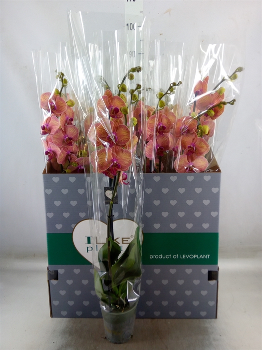 <h4>Phalaenopsis  'Golden Leopard'</h4>
