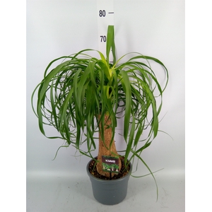 Beaucarnea recurvata