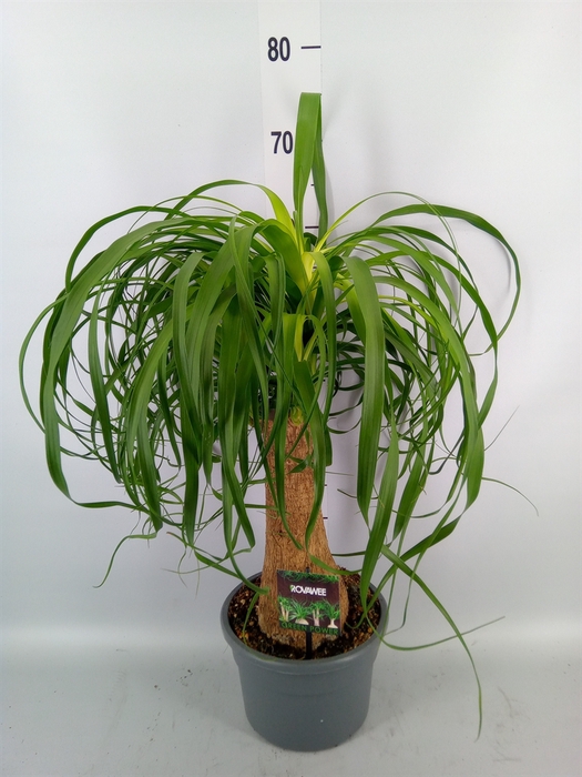 <h4>Beaucarnea recurvata</h4>