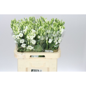 Eust E Piccolo White