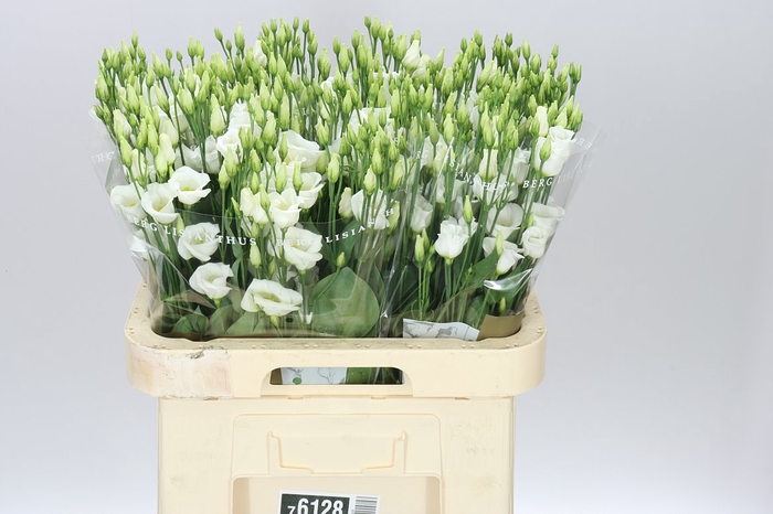 <h4>Eust E Piccolo White</h4>