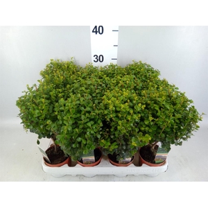 Myrsine africana