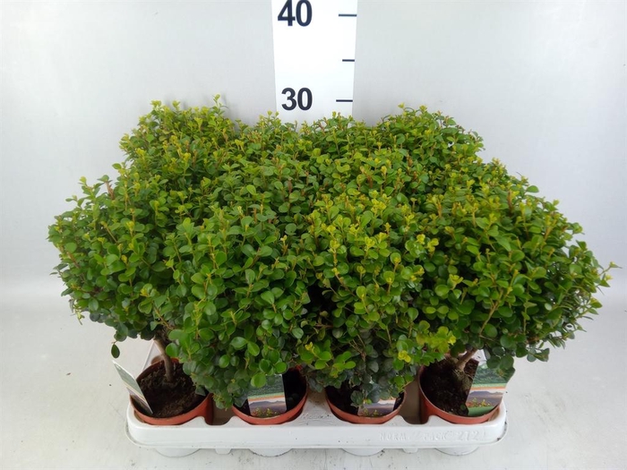 <h4>Myrsine africana</h4>