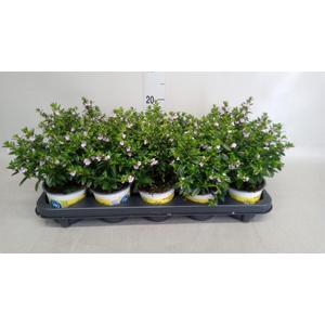 Cuphea hyssop. 'Floriglory'