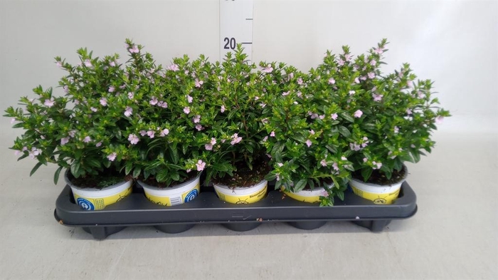 <h4>Cuphea hyssop. 'Floriglory'</h4>