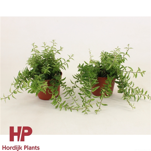<h4>P12 cm - Aeschynanthus Twister</h4>