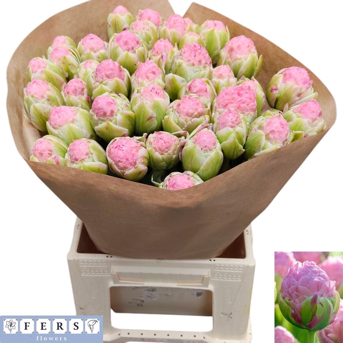 <h4>TU DU STRAWBER CREAM</h4>