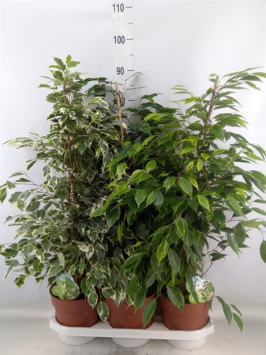 <h4>Ficus benja.   ...mix</h4>