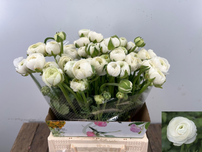 <h4>RAN EL WHITE</h4>