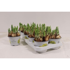 NARCISSUS TETE A TETE P12