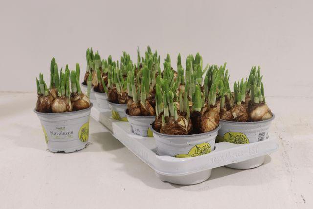 <h4>NARCISSUS TETE A TETE P12</h4>