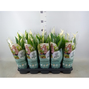 Spathiphyllum  'Bellini'