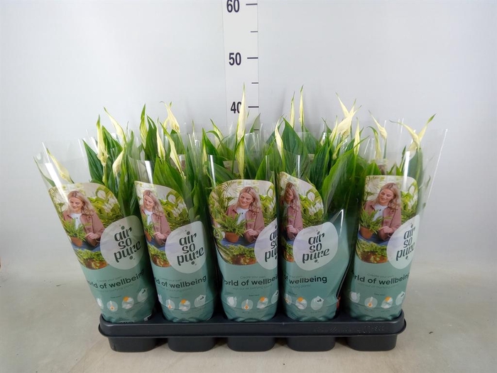 <h4>Spathiphyllum  'Bellini'</h4>