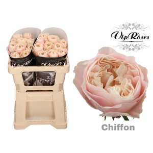 R GR CHIFFON x 20