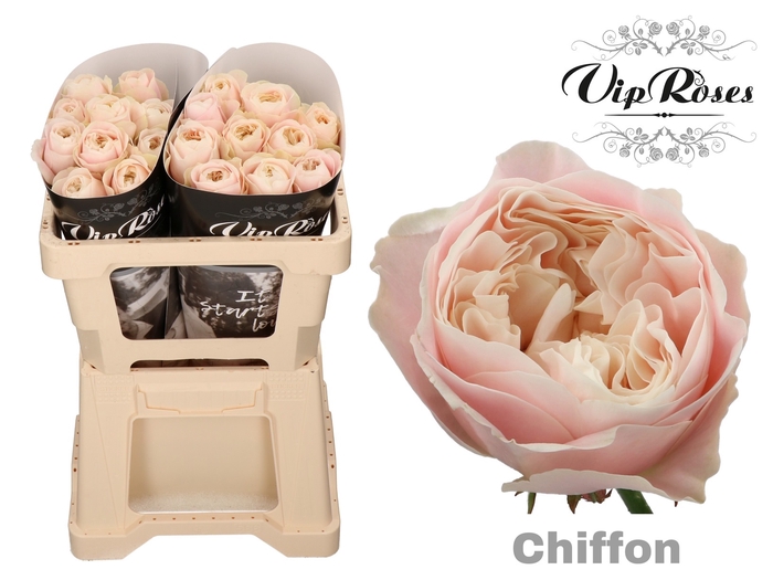 R GR CHIFFON x 20
