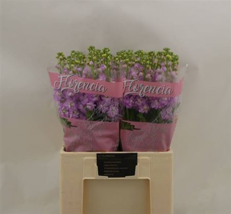 <h4>Matth Figaro L Rose</h4>