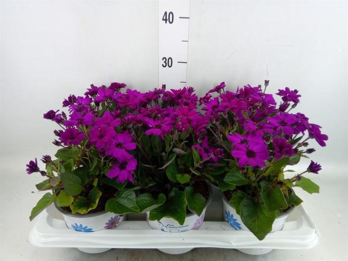 <h4>Pericallis cr. 'Mandala Magenta'</h4>