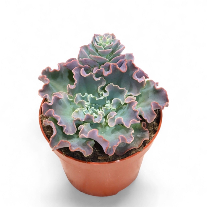 <h4>Echeveria Shaviana</h4>