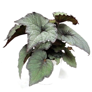 BEGONIA REX-HYBRID P12 SILVER LIGHT