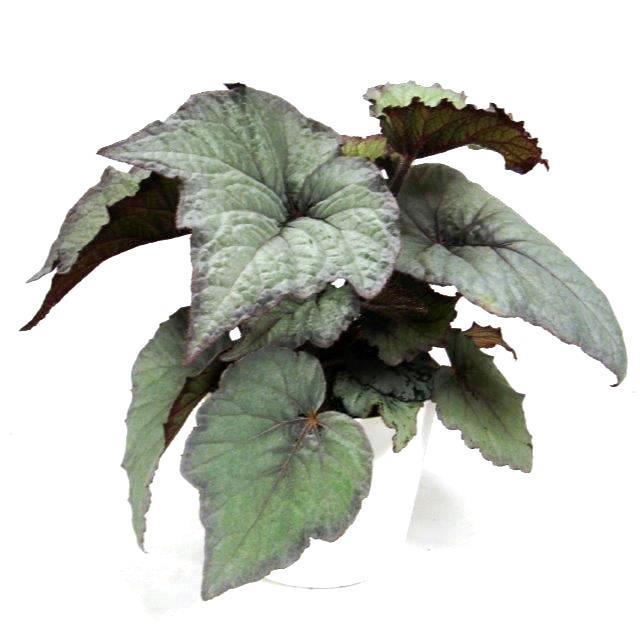 <h4>BEGONIA REX-HYBRID P12 SILVER LIGHT</h4>