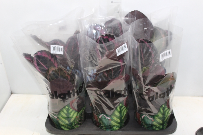 <h4>CALATHEA ROSEA PICTA DOTTIE P17</h4>