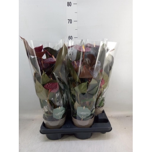 Anthurium andr. 'Delicata'