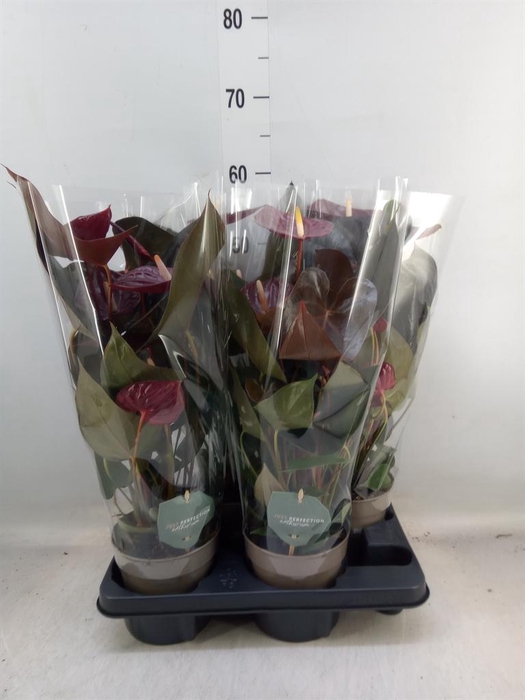 <h4>Anthurium andr. 'Delicata'</h4>
