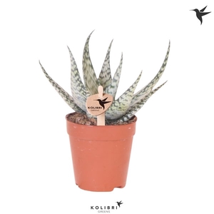 Kolibri Greens Succulenten Aloe Bronze Lizard