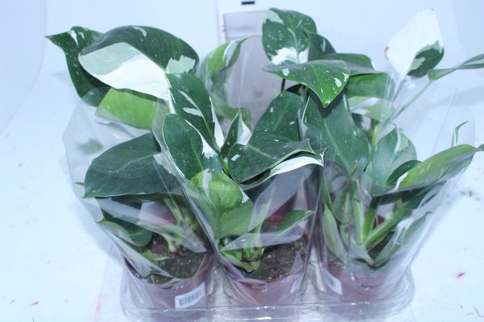 PHILODENDRON WHITE WIZARD P12