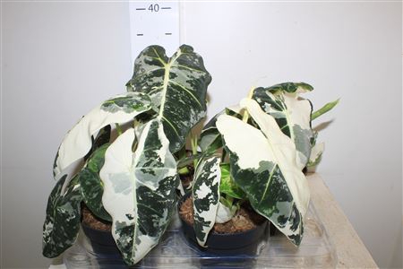 <h4>Aloc Micholitziana Frydek Variegata</h4>